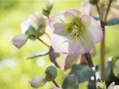 Fleur primeur - zarte Frühlingsgrüße aus dem Blumengarten