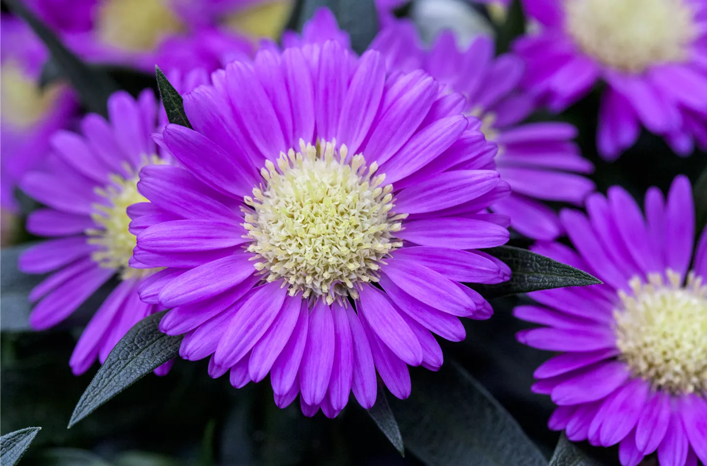 Astern – Die Stars in Ihrem Garten