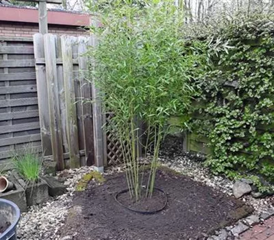 Bambus - Einpflanzen im Garten Bambus - Einpflanzen im Garten