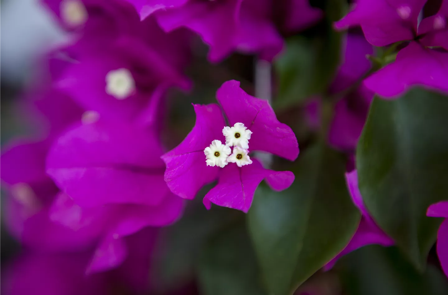 Bougainvillea – Die Wunderblume richtig pflegen