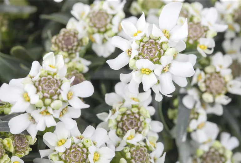 Iberis sempervirens