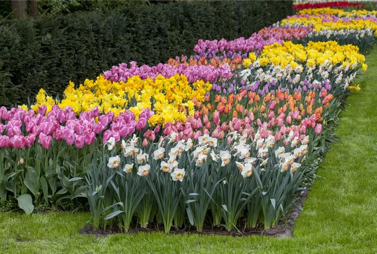 Tulipa