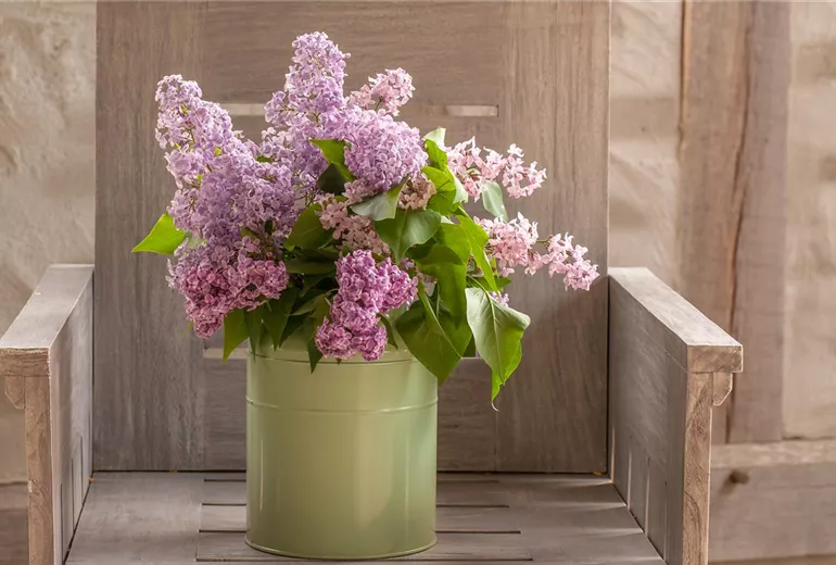 Syringa vulgaris