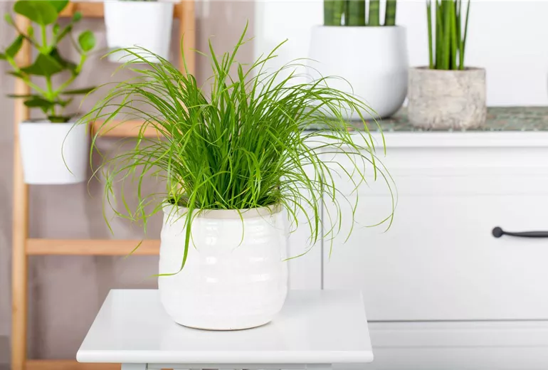 Cyperus zumula